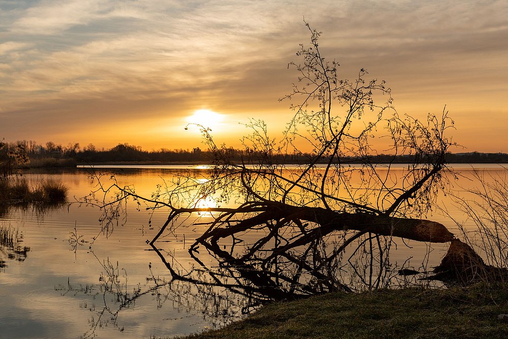 Mooswaldsee bei Leipheim bei Sonnenuntergang Mooswaldsee bei Leipheim bei Sonnenuntergang