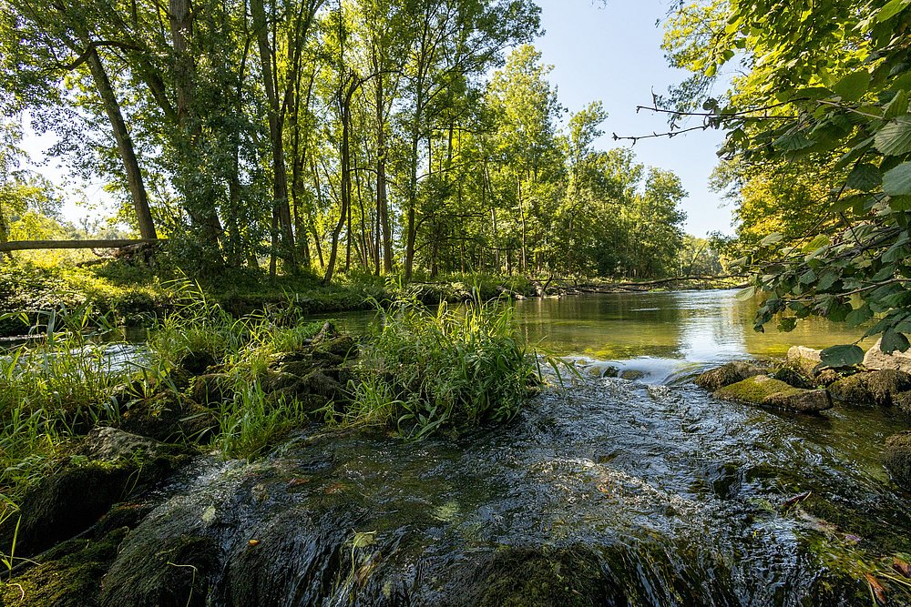 Flussverlauf der Brenz an der Brenzmündung in Lauingen Flussverlauf der Brenz an der Brenzmündung in Lauingen