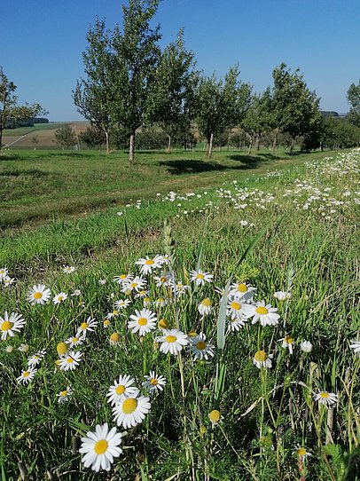 Steuobstwiese Kirchheim am Ries Steuobstwiese Kirchheim am Ries