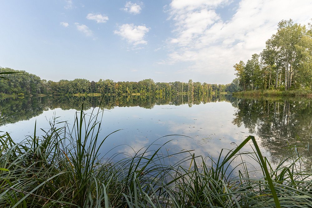 Ufer am Hofmahdschwaigsee in Höchstädt Ufer am Hofmahdschwaigsee in Höchstädt