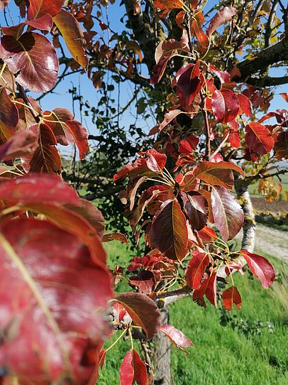 Bunter Herbstbaum auf der Streuobstwiese Bunter Herbstbaum auf der Streuobstwiese