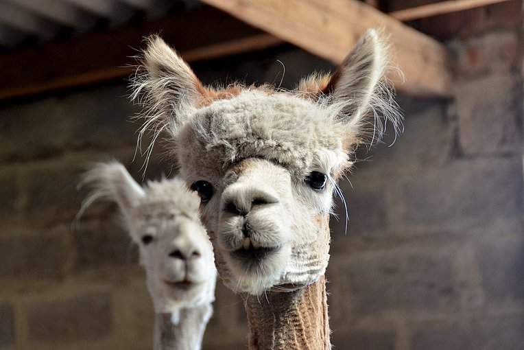 Zwei weiße Alpakas stehen nebeneinander und blicken neugierig in die Umgebung. Zwei weiße Alpakas stehen nebeneinander und blicken neugierig in die Umgebung.