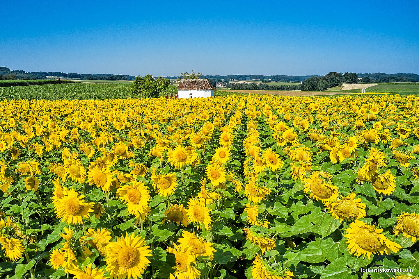 Sonnenblumenfeld bei der Feldkapeller Hollenbach