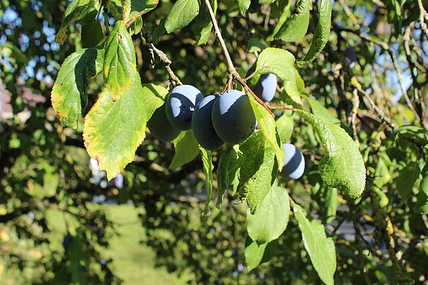 Reifer Zwetschgenbaum Reifer Zwetschgenbaum