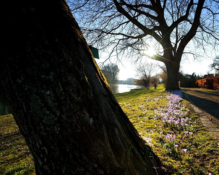 Krokusse sprießen im Frühling am Donauspitz in Donauwörth Krokusse sprießen im Frühling am Donauspitz in Donauwörth