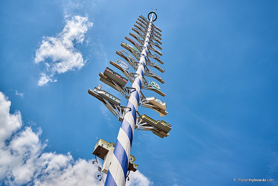 Maibaum im Wittelsbacher Land Maibaum im Wittelsbacher Land