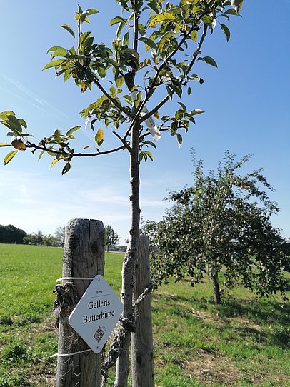 Streuobstwiese in Kirchheim am Ries Streuobstwiese in Kirchheim am Ries