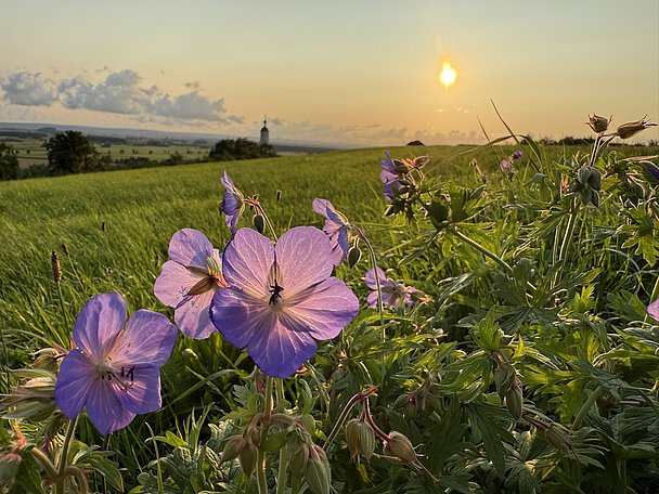 Sonnenuntergang über Blumenwiese bei Maria Brünnlein in Wemding Sonnenuntergang über Blumenwiese bei Maria Brünnlein in Wemding