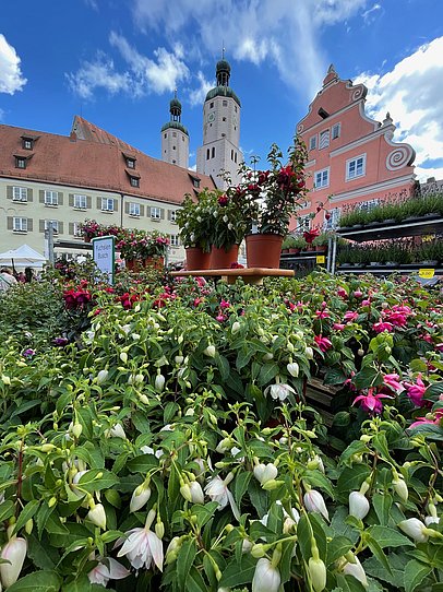 Fuchsienpflanzen vor St. Emmeran am Fuchsienmarkt Wemding