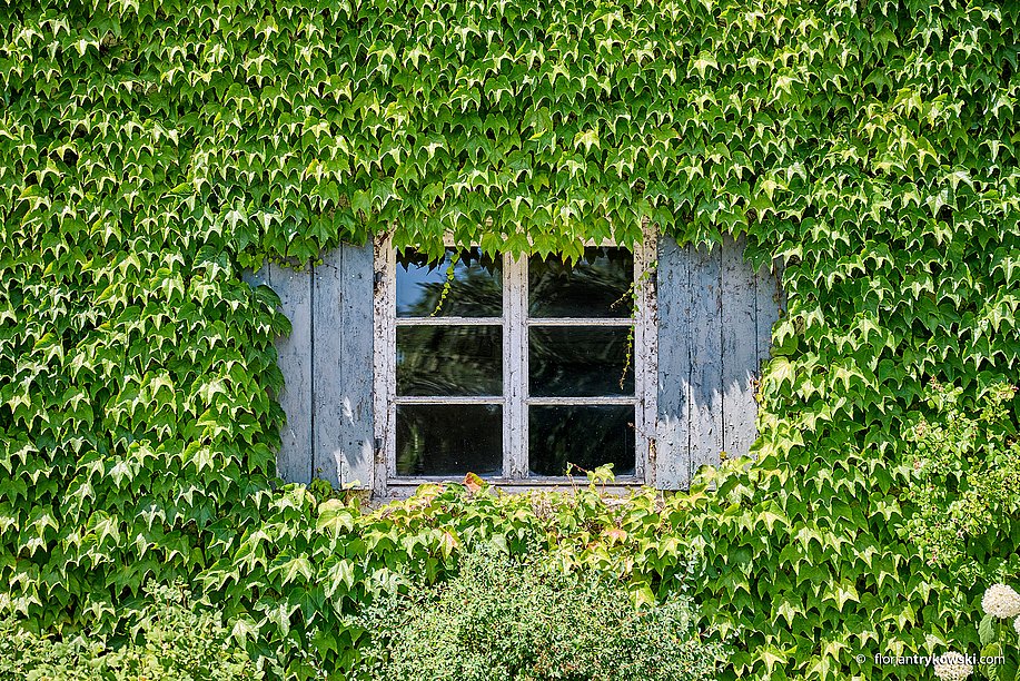 Fenster mit Efeu in Affing, Haunswies