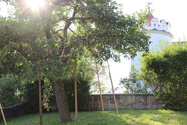Obstbaum vor Schloss Alerheim Obstbaum vor Schloss Alerheim