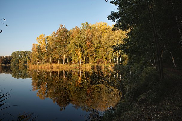 Herbst an der Donau, Waldsee im Sonnenlicht