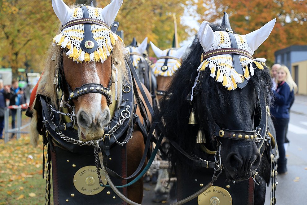 Leonhardiritt Weißenhorn, zwei Pferde Leonhardiritt Weißenhorn, zwei Pferde