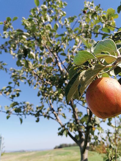 Apfel auf Baum