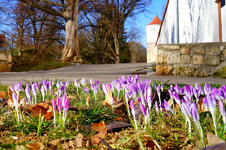 Frühlingsblüher in Nördlingen