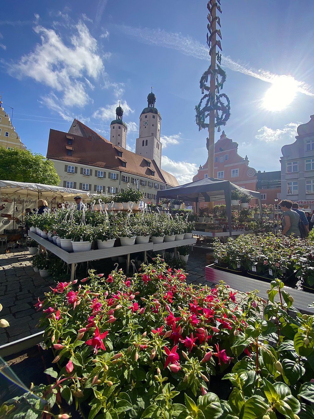 Blühenden Fuchsien zum Fuchsienmarkt am Marktplatz in Wemding Blühenden Fuchsien zum Fuchsienmarkt am Marktplatz in Wemding
