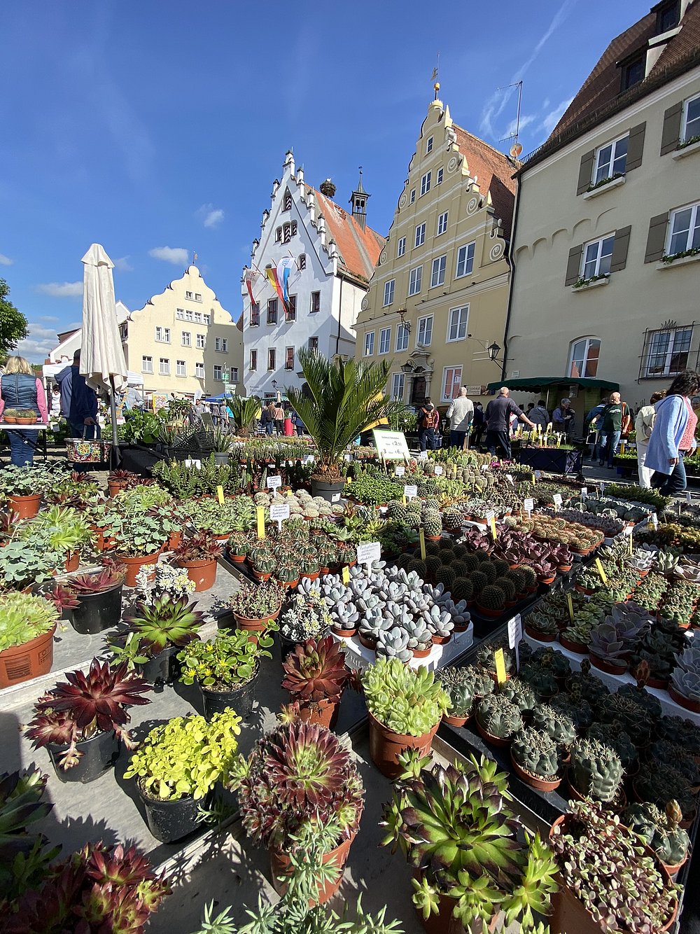 Hauswurzen, Kräuter und andere Pflanzen beim Fuchsienmarkt in Wemding Hauswurzen, Kräuter und andere Pflanzen beim Fuchsienmarkt in Wemding