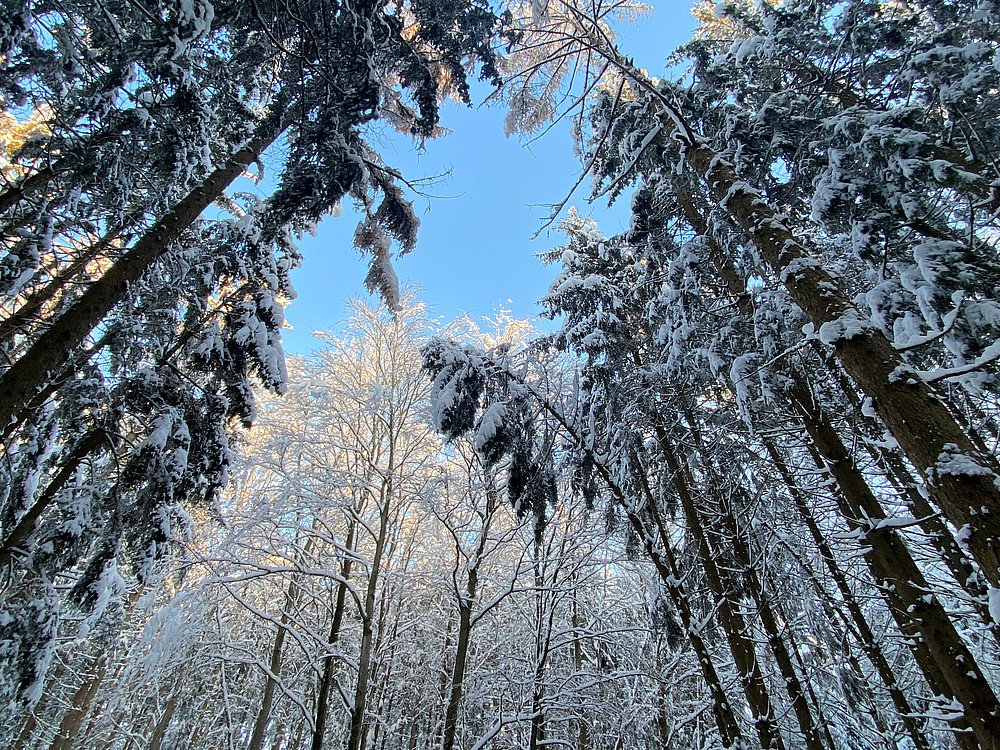 Winterlicher Wald
