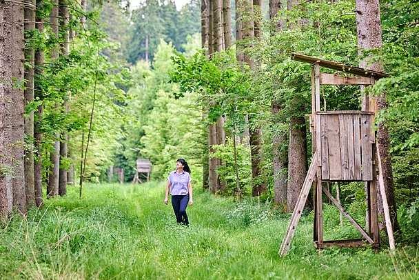 Eine junge Frau entdeckt das Dickicht im Wald neben einem Jägerstand Eine junge Frau entdeckt das Dickicht im Wald neben einem Jägerstand