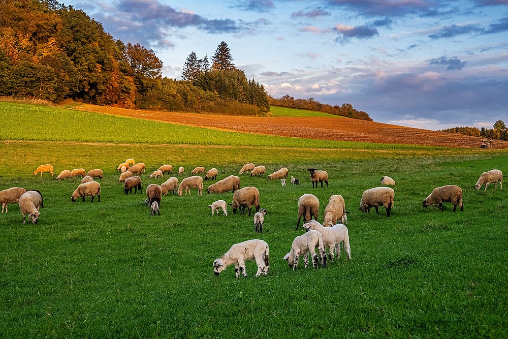 Weite Herbstlandschaft mit Wiesen und Bäumen und Schafen Weite Herbstlandschaft mit Wiesen und Bäumen und Schafen