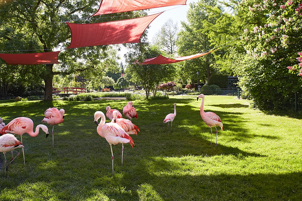 Dehner Blumenpark Flamingos Dehner Blumenpark Flamingos