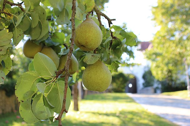 Reifer Birnenbaum vor Schloss Alerheim Reifer Birnenbaum vor Schloss Alerheim