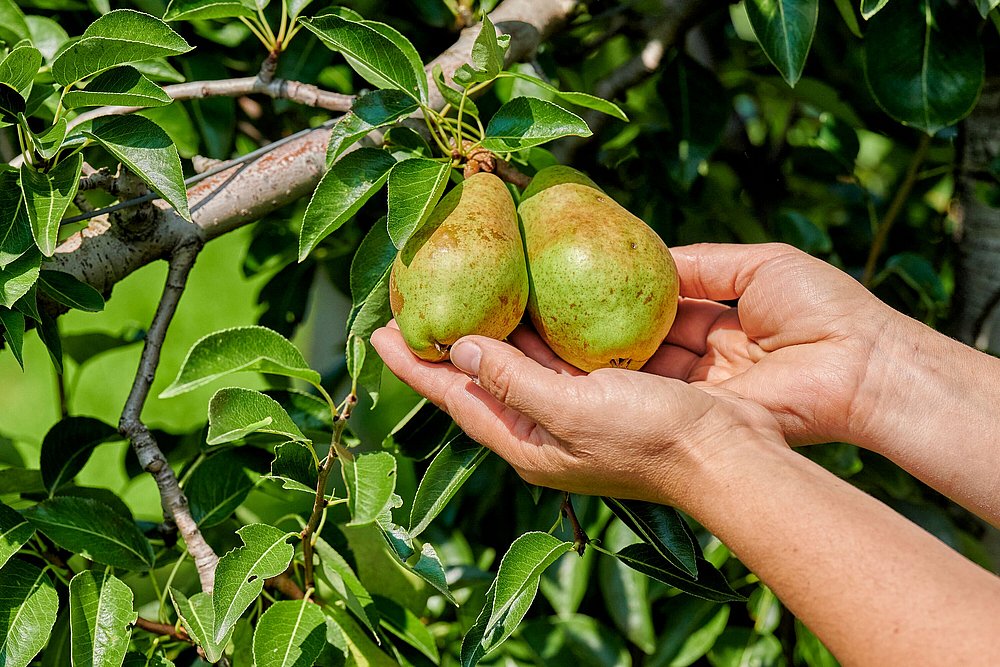 Reife Birnen auf einer Obstplantage im Landkreis Augsburg Reife Birnen auf einer Obstplantage im Landkreis Augsburg