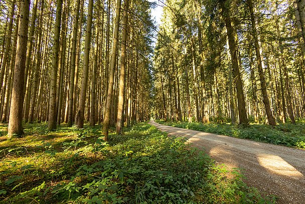 Lichtdurchfluteter Wald in Bayerisch-Schwaben Lichtdurchfluteter Wald in Bayerisch-Schwaben