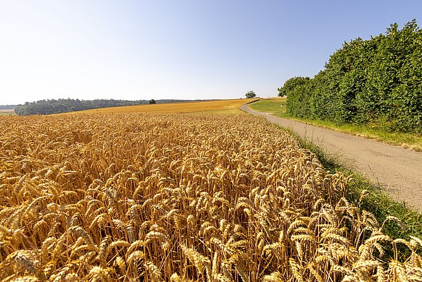 Großes Getreidefeld im Herbst in Roggenburg Großes Getreidefeld im Herbst in Roggenburg