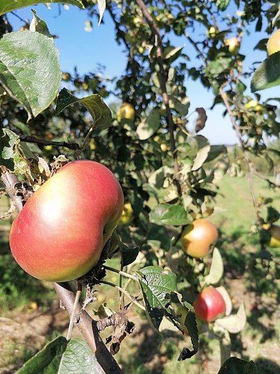 Großer roter Apfel hängt an einem Baum.