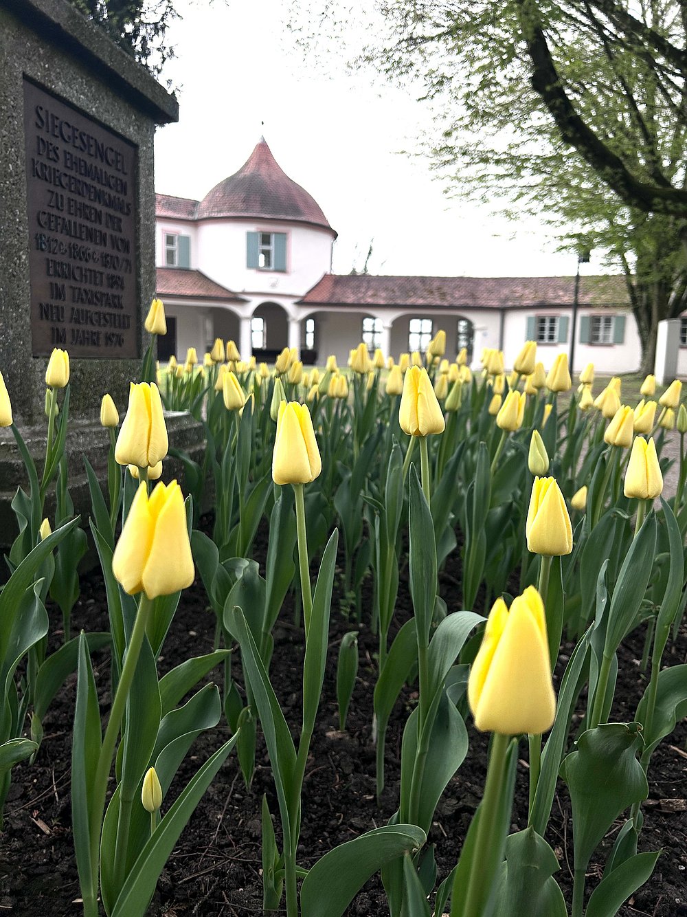 Schlossgarten Dillingen mit Tulpenblüte im Frühling