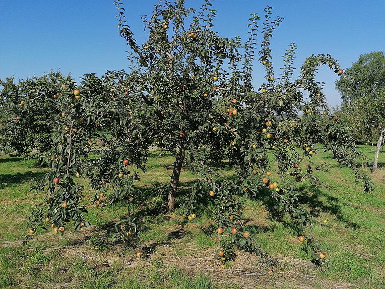 Großer Apfelbaum auf der Streuobstwiese Großer Apfelbaum auf der Streuobstwiese