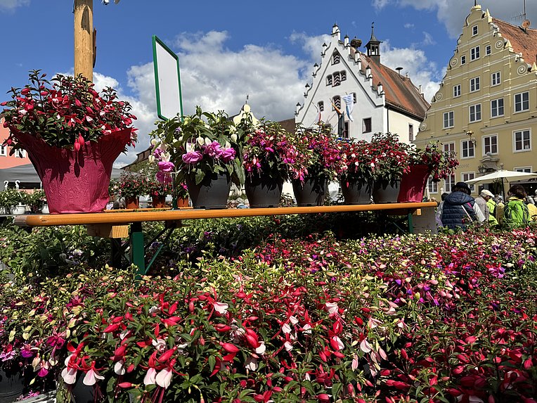 Blühende Fuchsien vor Altstadtkulisse in Wemding Blühende Fuchsien vor Altstadtkulisse in Wemding