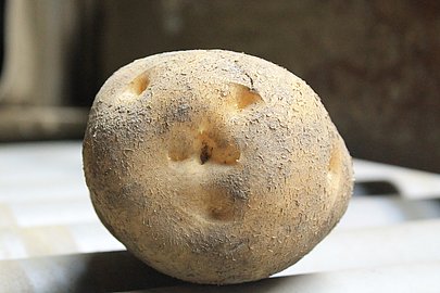 Kartoffelsorte Augsburger Gold