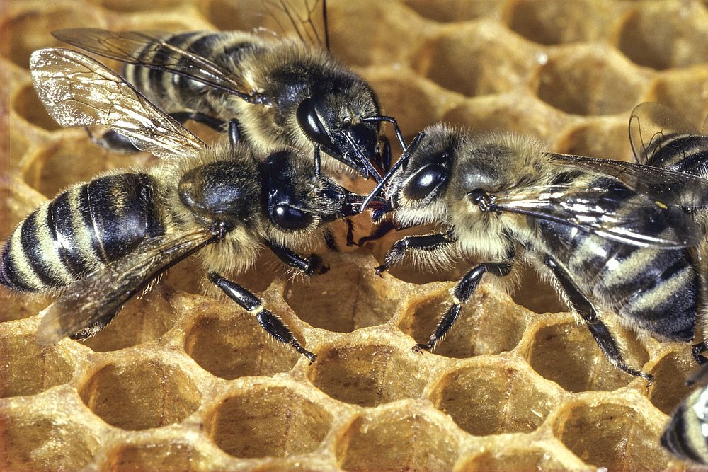 Bienen an der Wabe
