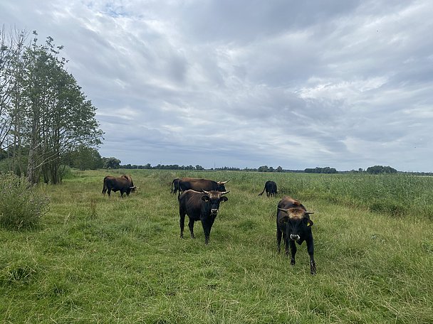 Naturidyll: Aueroxen auf der Weide bei Thierhaupten Naturidyll: Aueroxen auf der Weide bei Thierhaupten