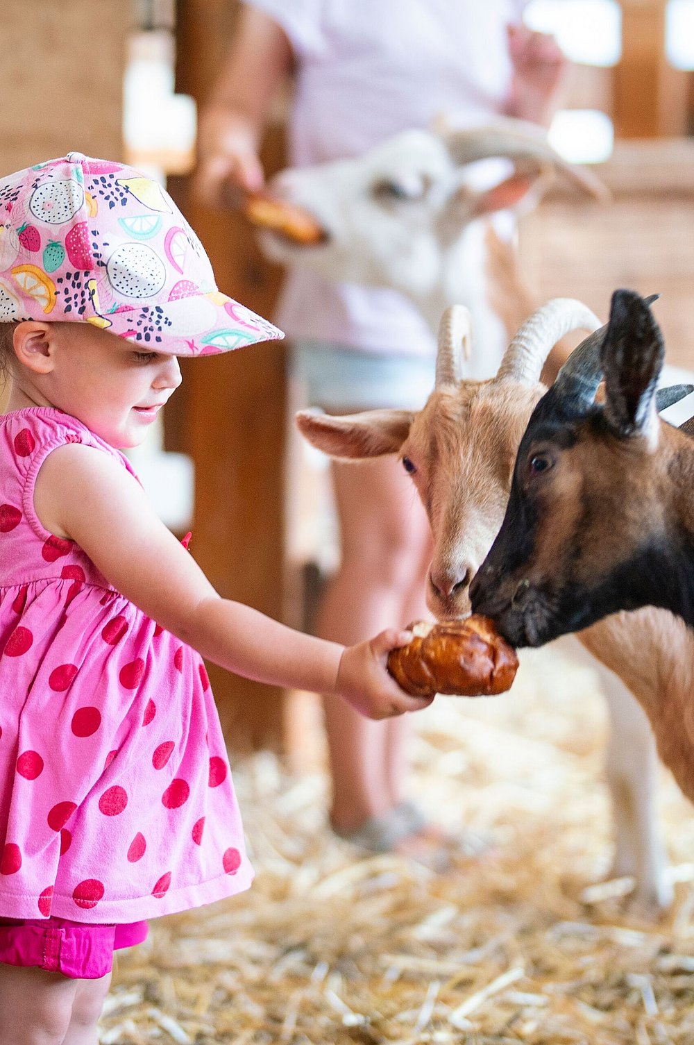 Kind füttert Ziege im Erlebnisbauernhof