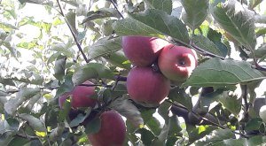 Apfelplantage  © TVABS