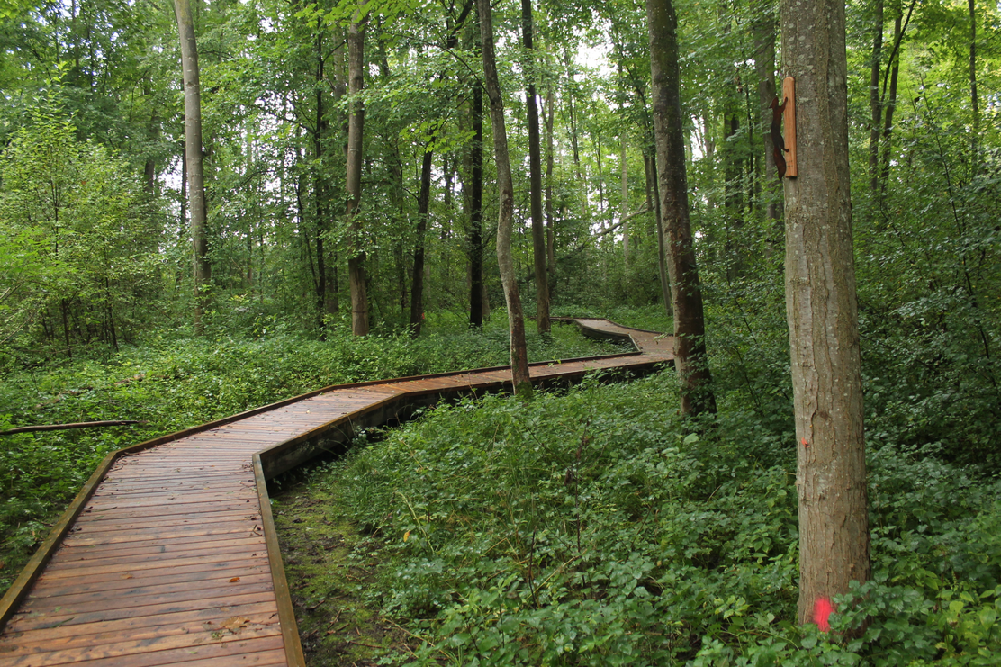 Bohlenweg durch den DonAUwald