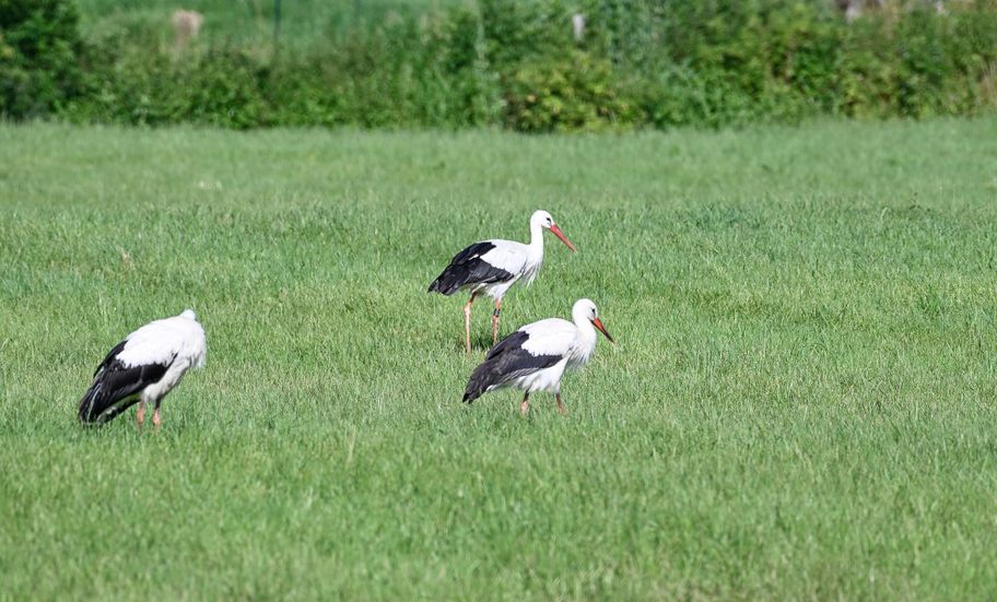 Störche bei Unterrohr