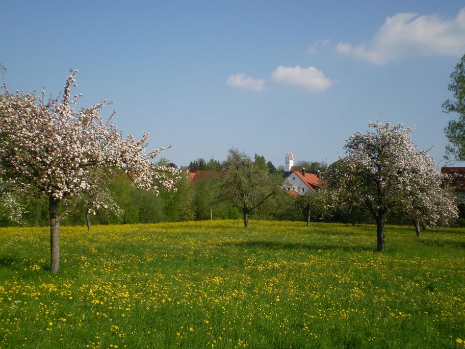 Streuobstwiese Reutti