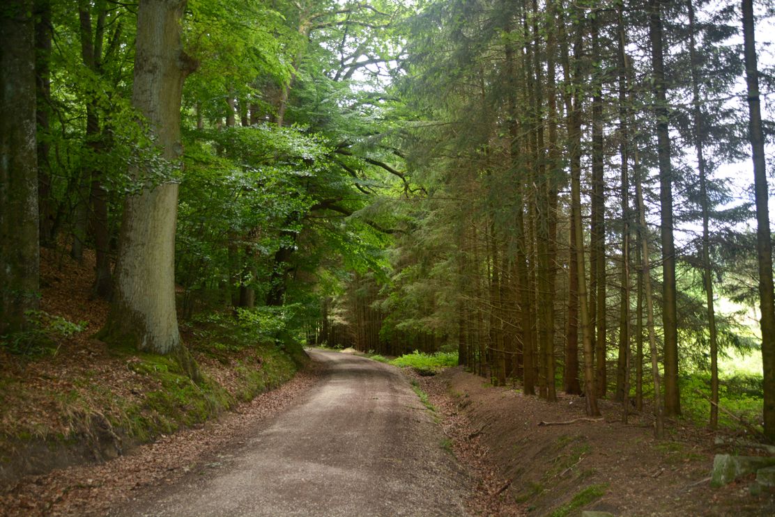 Waldweg_Welden_ CC BY SA_Beatrix Böck (6).JPG