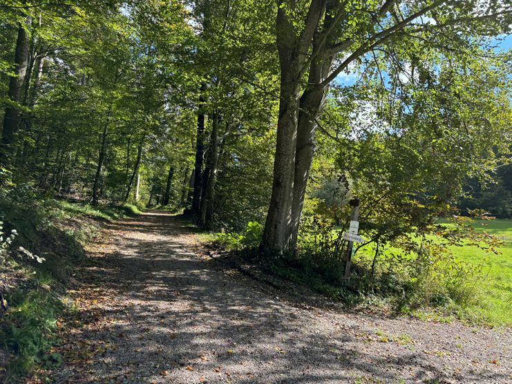 Krumbad Wald