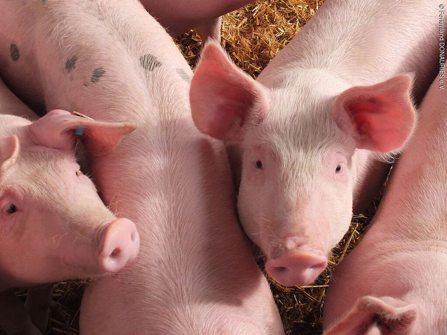 18234739_johanneshof-schweine.jpg