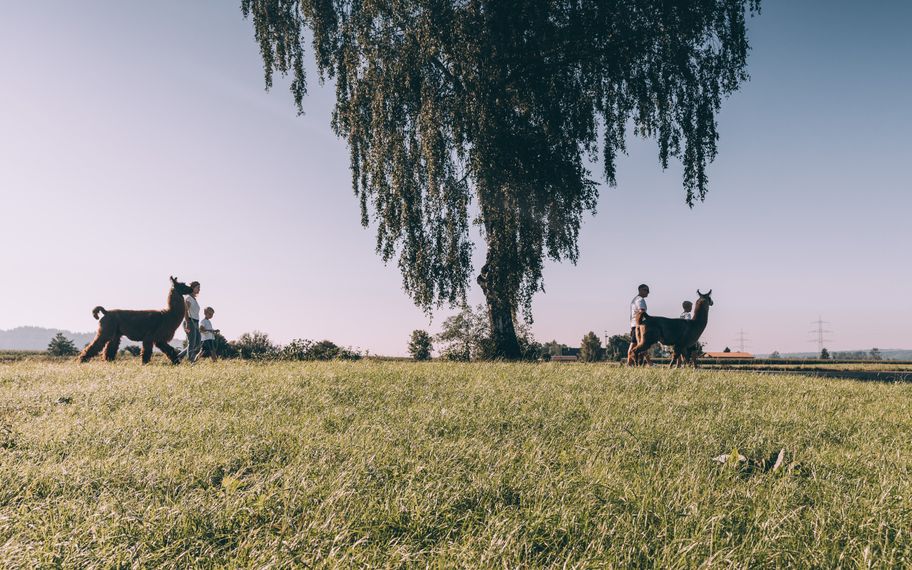 Huaca Lamas & Alpakas in Buch
