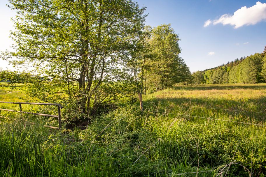 Streifzüge Am schönen Osterbach