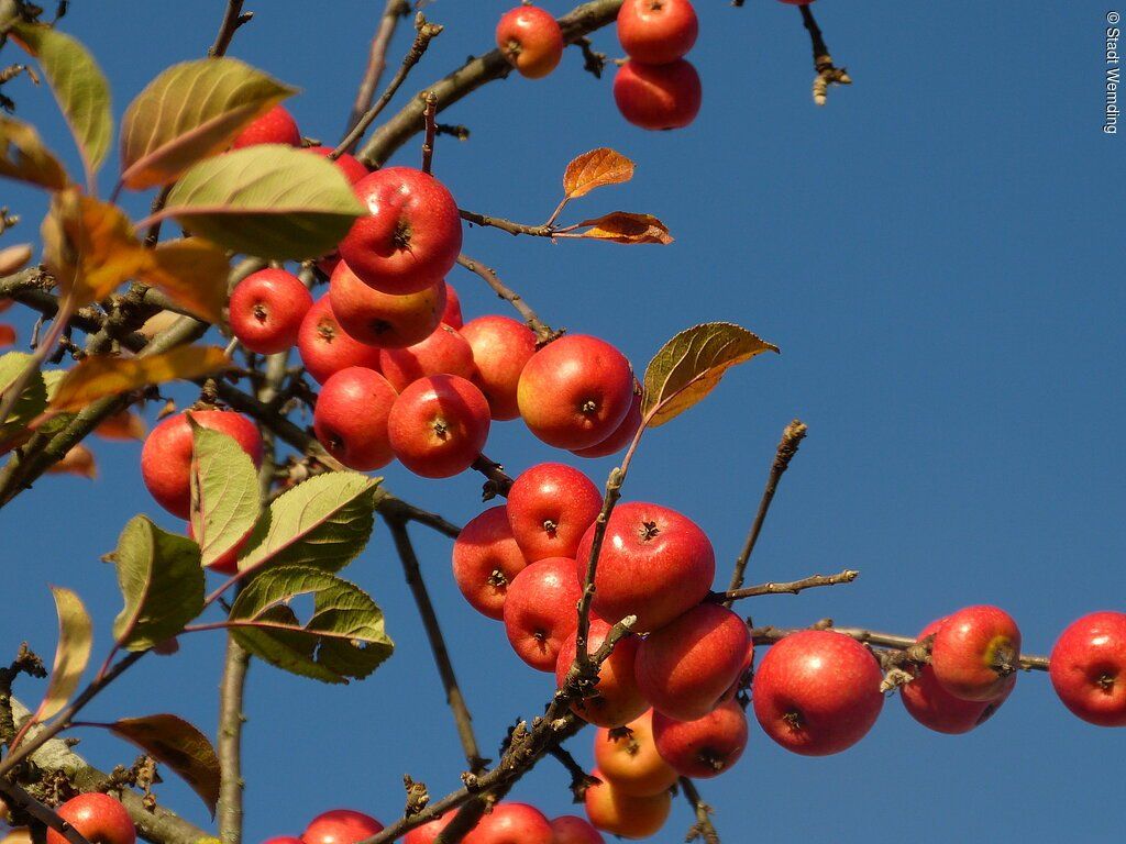 Apfelsorten-Ausstellung im Botanischen Obstlehrgarten