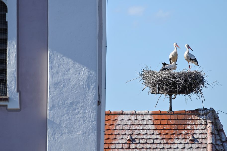 Störche in Burgau