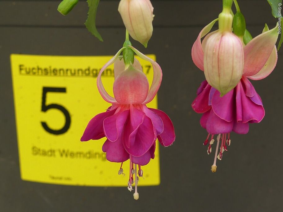 18152087_fuchsien-142.jpg