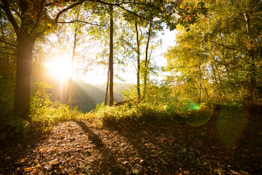 Herbststimmung im DonAUwald